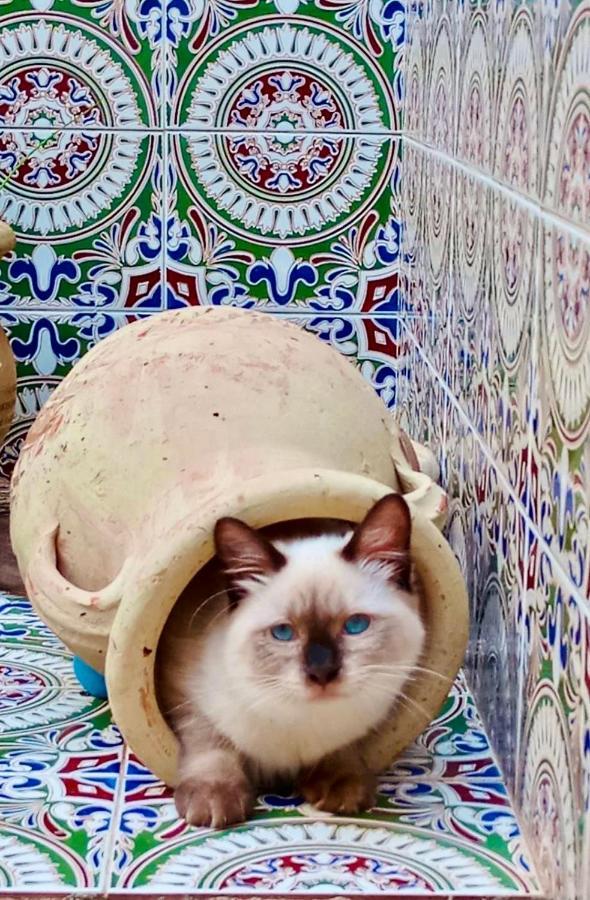 Araba Fenice Hotel San Vito Lo Capo Dış mekan fotoğraf